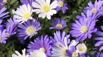 Spring Flower Fundraiser